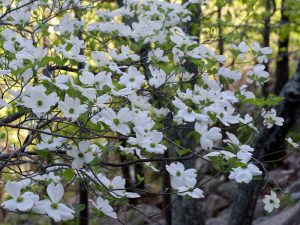 Dog Bush Plant (Cornus florida)