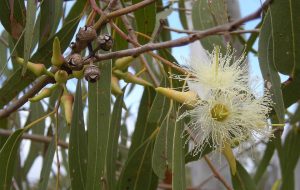 Eucalyptus plant