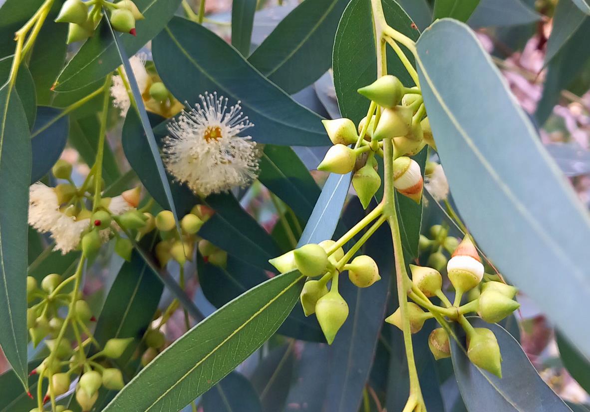 Eucalyptus plant