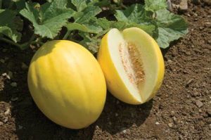 golden melon (Cucumis melo)