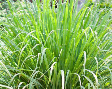 Lemon Grass (Cymbopogon citratus)