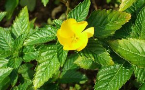 Ramgoat Dashalong (Turnera ulmifolia)