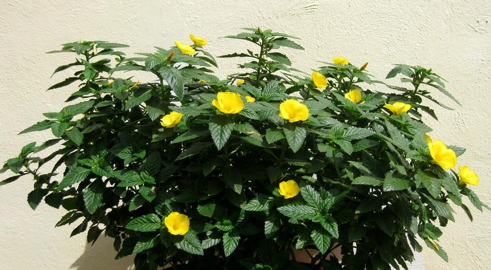 Ramgoat Dashalong (Turnera ulmifolia)