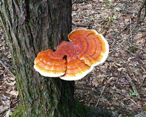 Reishi Mushroom (Ganoderma lucidum)