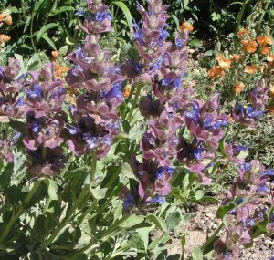 Rose Sage (Salvia pachyphylla) Benefits and Traditional Uses,Salvia pachyphylla,Rose Sage,chemincal constituent of Salvia pachyphylla,how to use the Rose Sage (Salvia pachyphylla) as herbs to treat diseases and sicknesses,Safety and side effect of Rose Sage (Salvia pachyphylla)