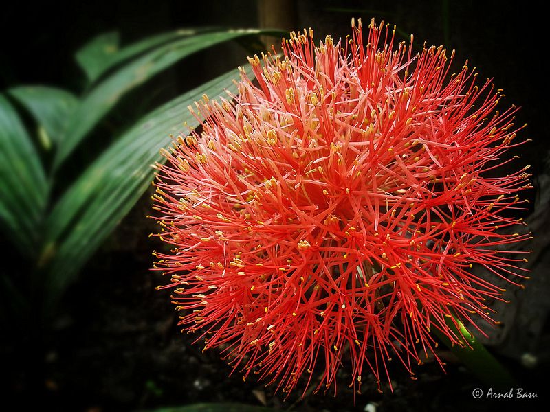 Fireball lily (Scadoxus multiflorus)