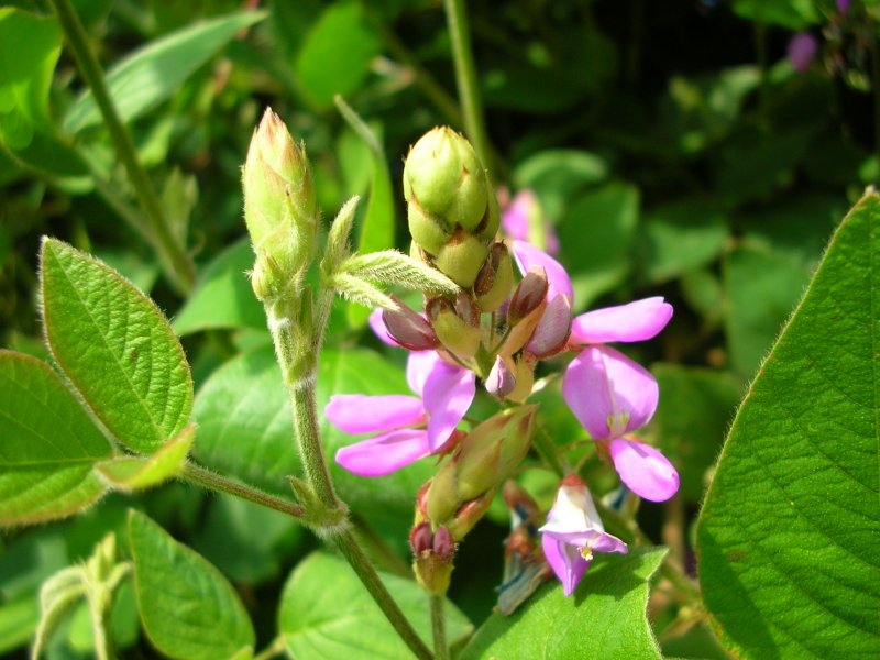 Desmodium adscendens