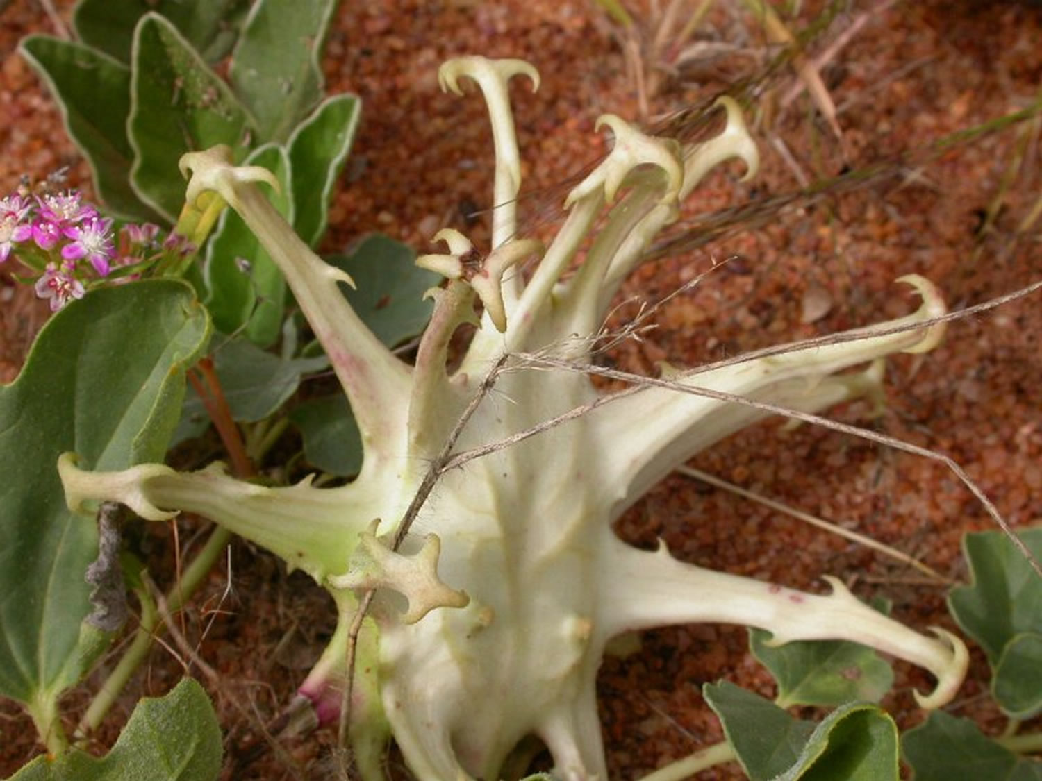 Devil’s Claw (Harpagophytum procumbens)