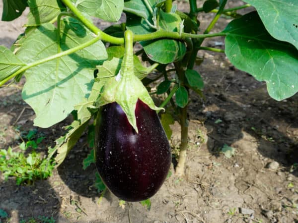 Egg Plant (Solanum melongena)