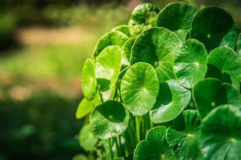 Gotu Kola (Centella asiatica)