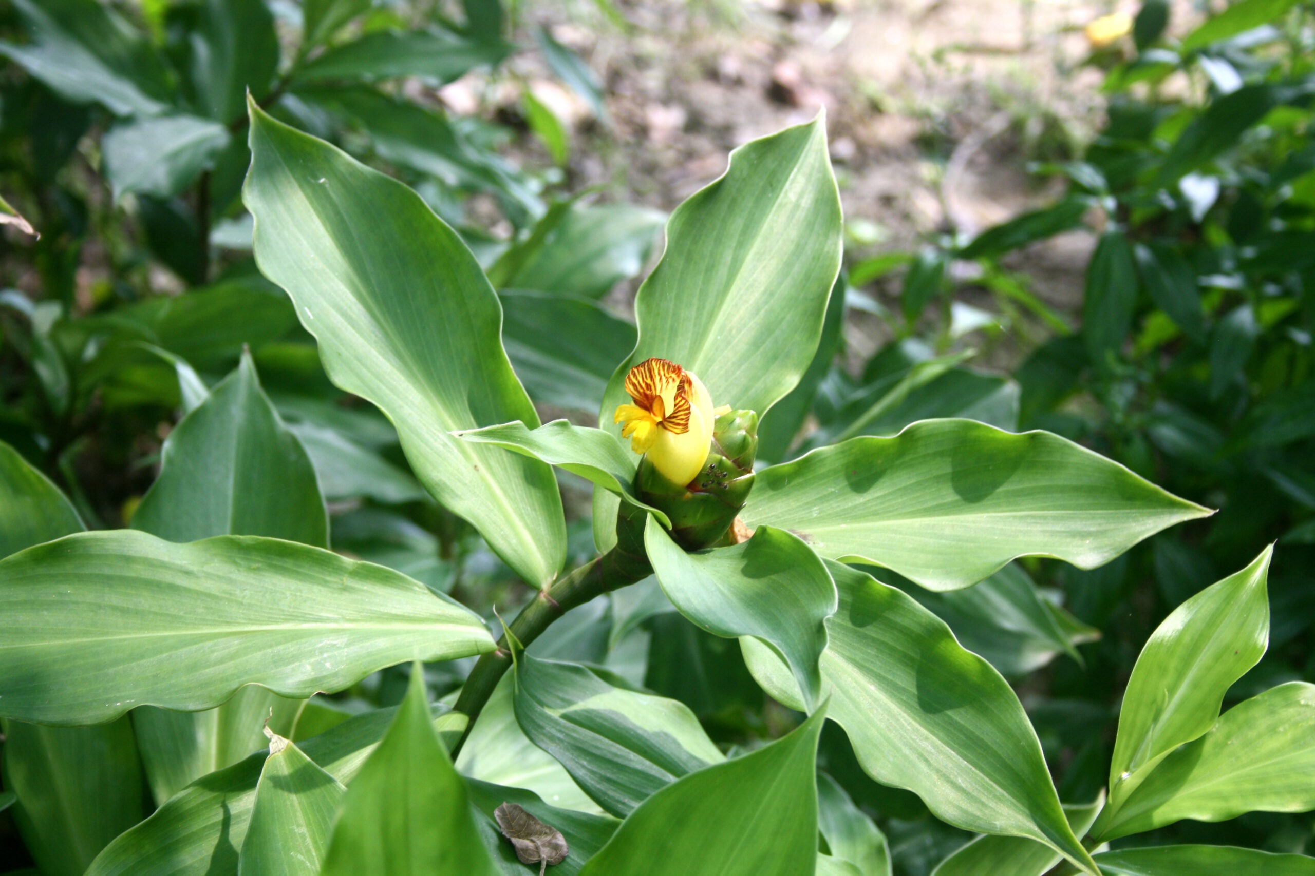 Insulin Plant (Costus igneus)