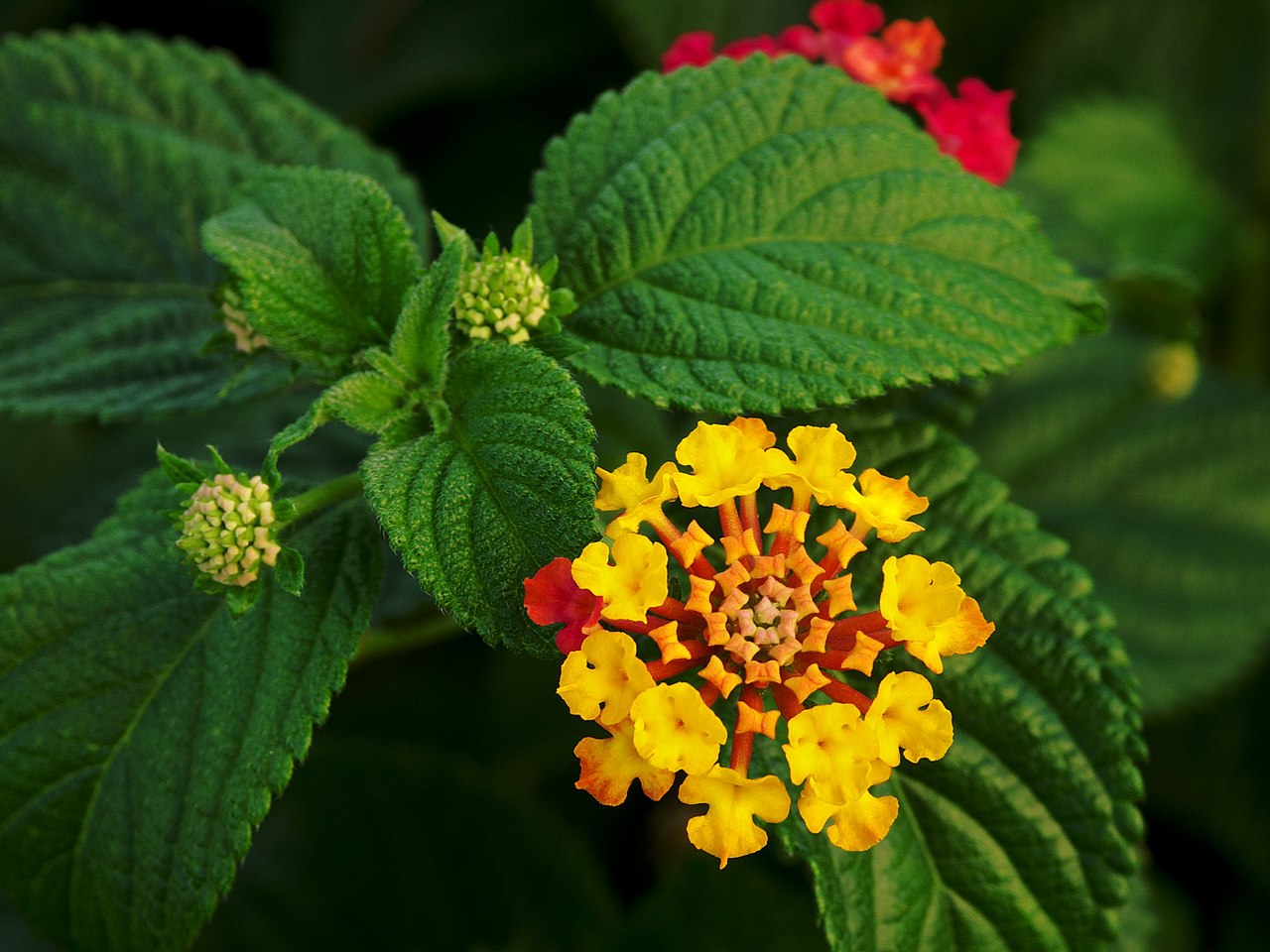 Lantana Plant (Lantana camara)