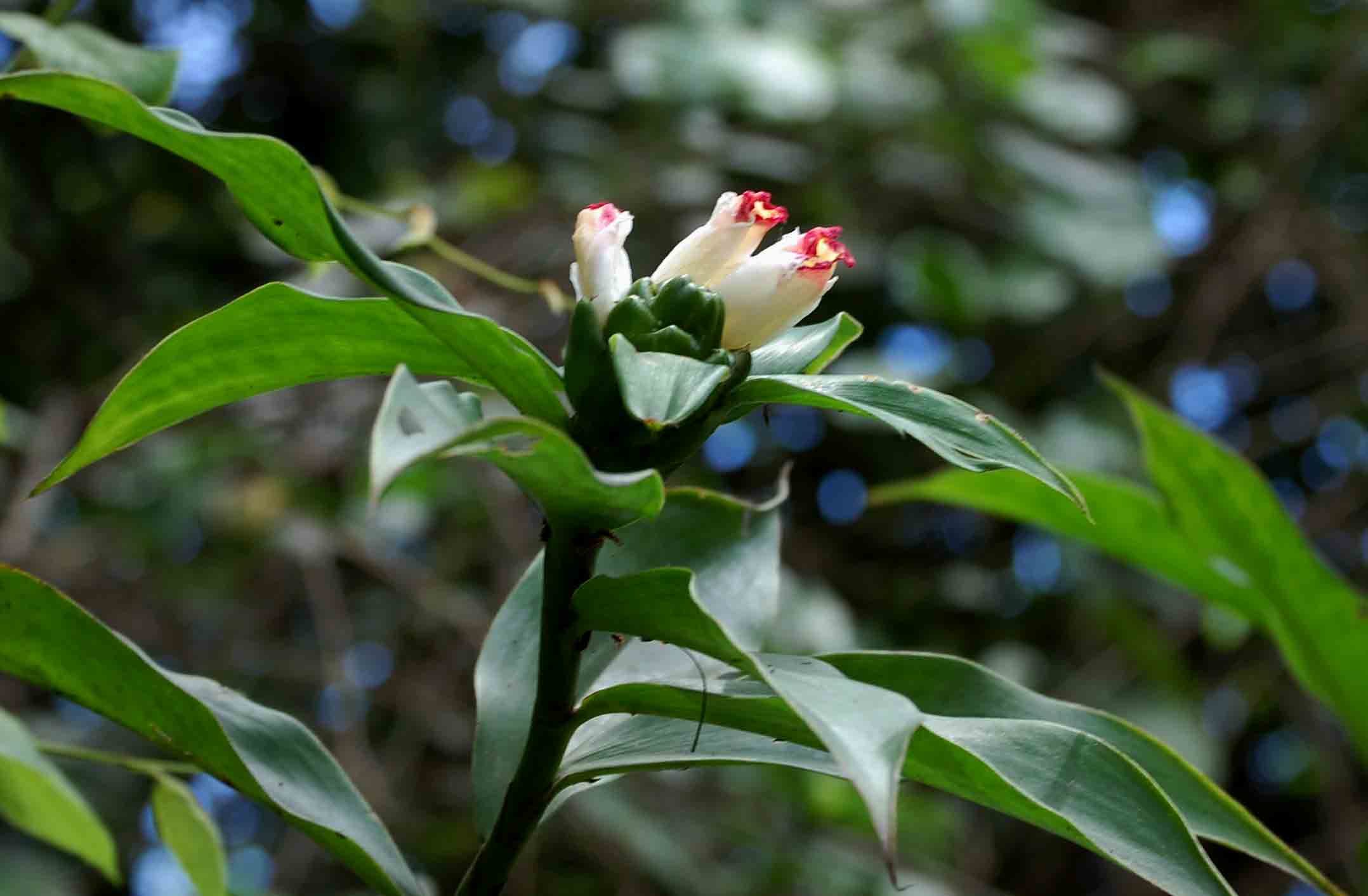 Monkey Sugarcane (Costus afer)