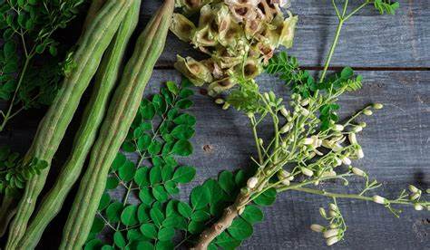 Moringa (Moringa oleifera)