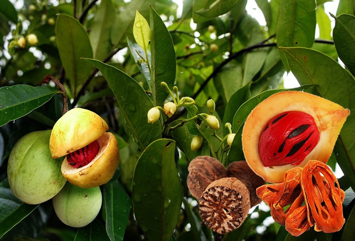 Nutmeg (Myristica fragrans)