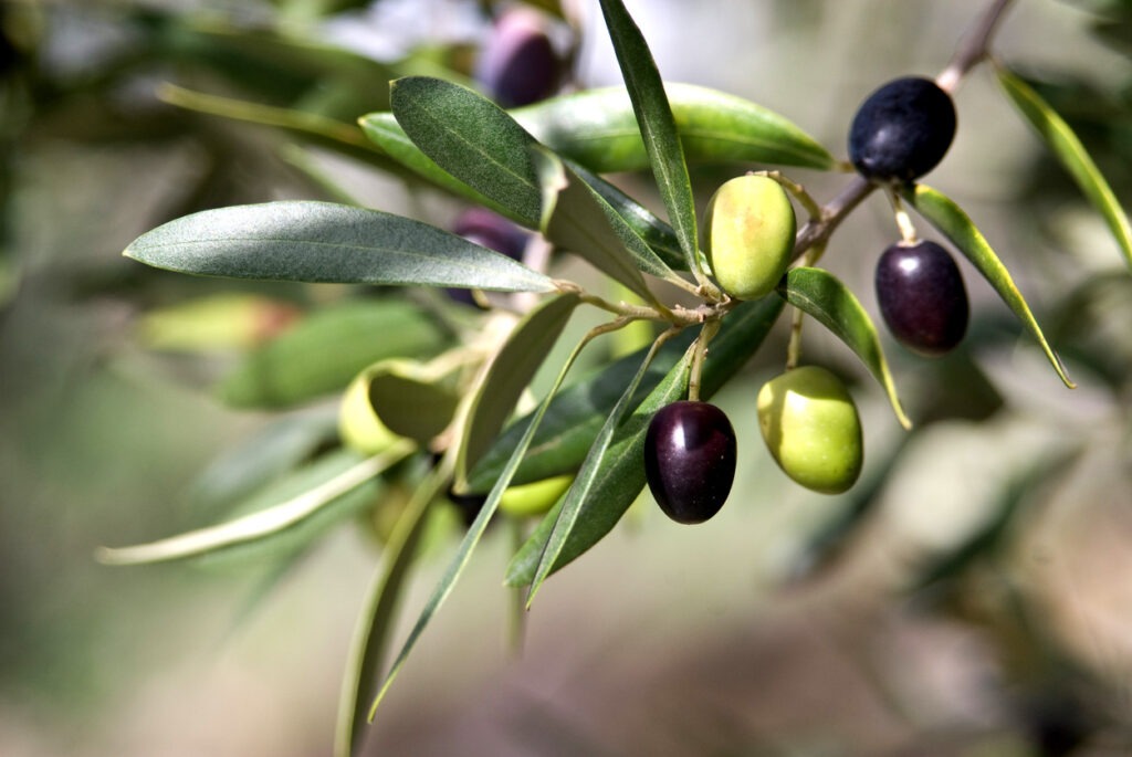 Olive Plant (Olea europaea)