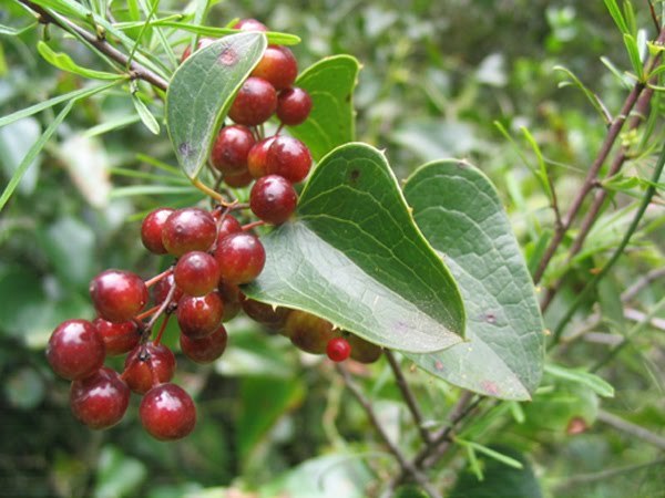 Sarsaparilla (Smilax regelii)