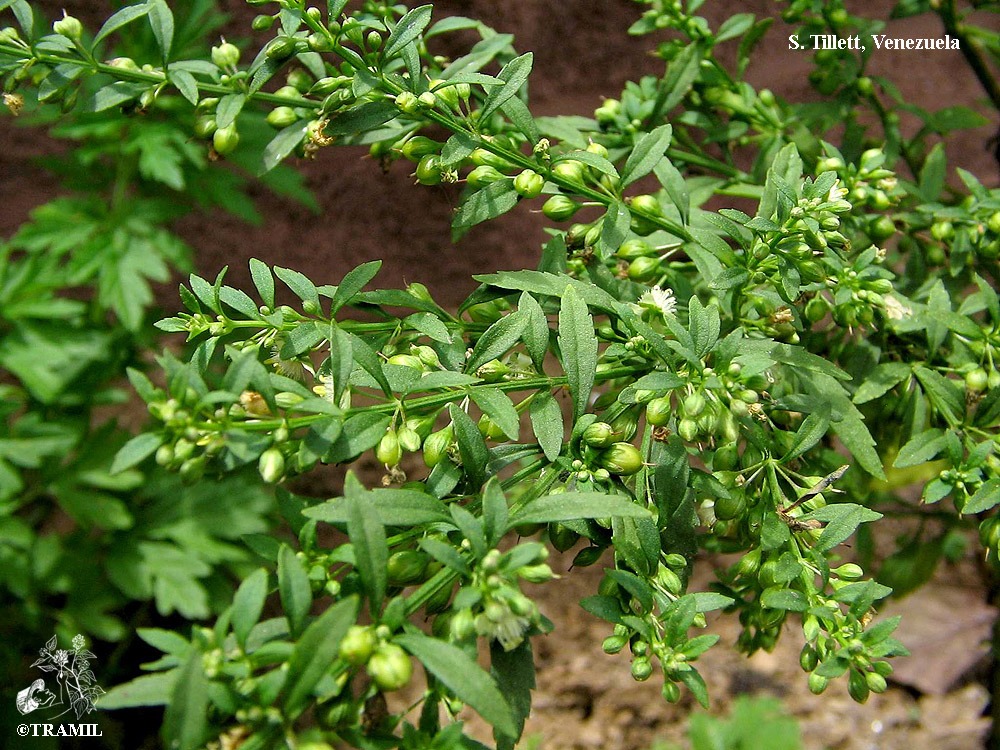 Sweet Broomweed (Scoparia Dulcis)