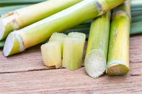 Sugarcane (Saccharum officinarum)