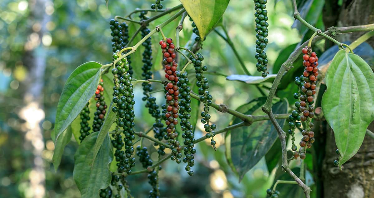 Black pepper (Piper nigrum)