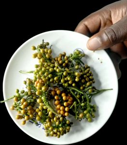 Black pepper (Piper nigrum) herbal and health benefits