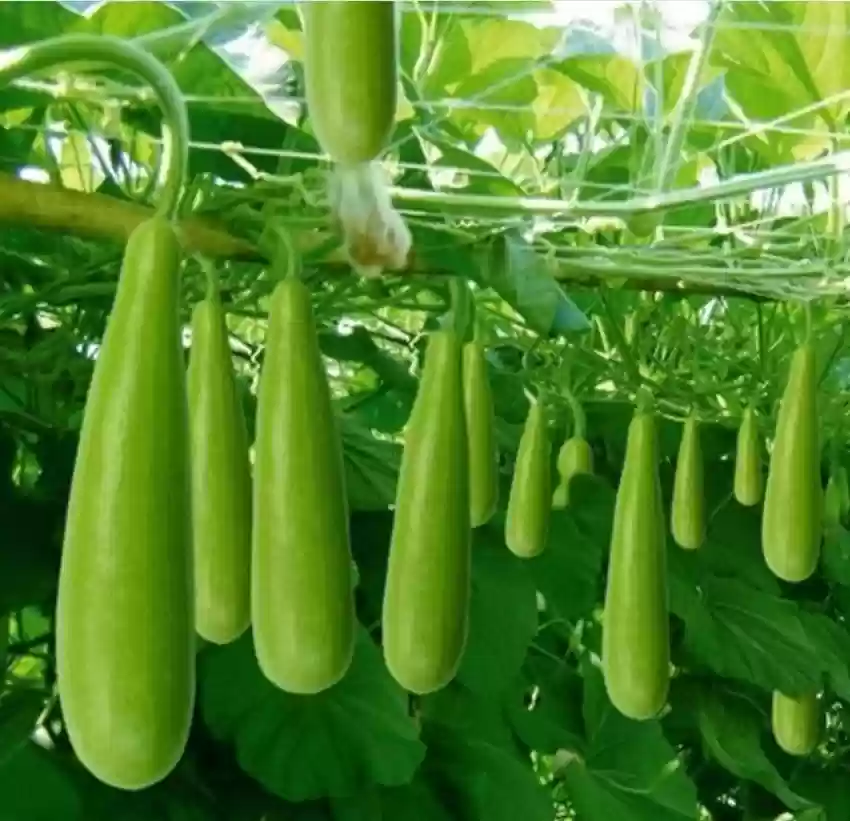 Bottle Gourd (Lagenaria siceraria)