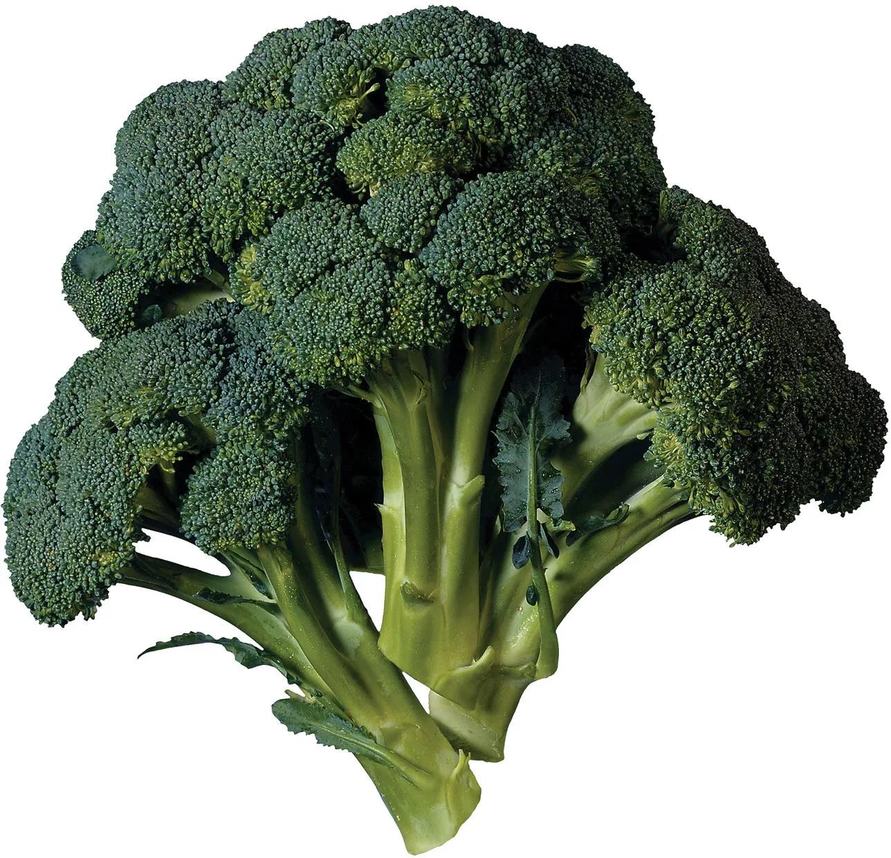 Broccoli (Brassica oleracea)