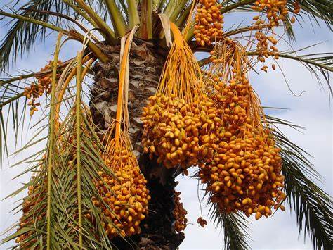 Date Palm Fruit (Phoenix dactylifera)