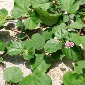 Punarnava Plant (Boerhavia diffusa)