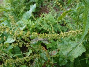 Health Benefits of Nepal Dock (Rumex nepalensis) plant