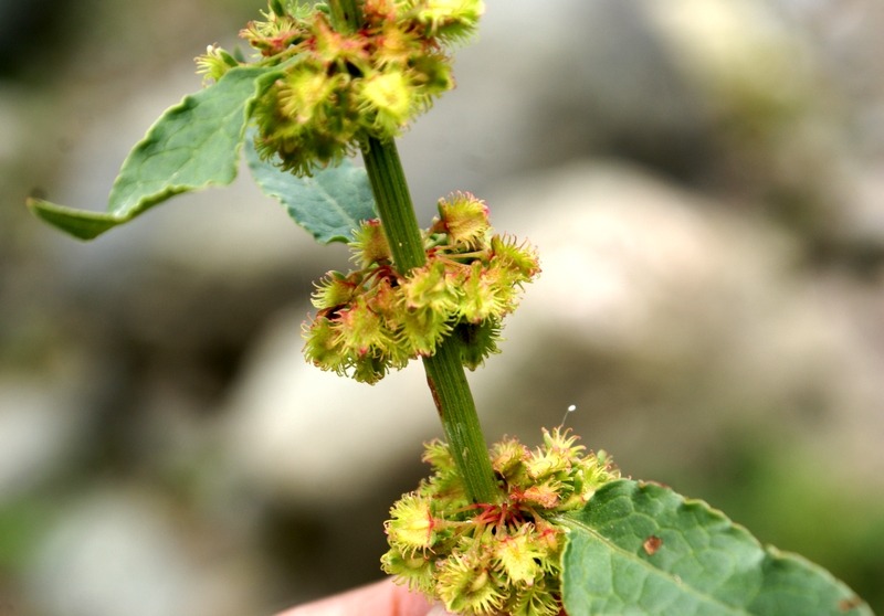 Rumex nepalensis