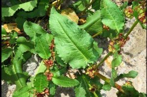 Health Benefits of Nepal Dock (Rumex nepalensis) plant