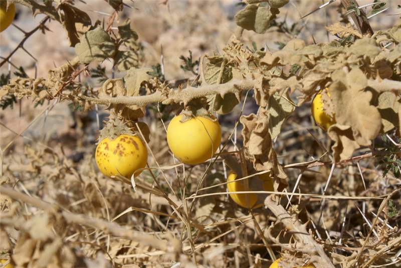 Thorn apple Plant (Solanum incanum)