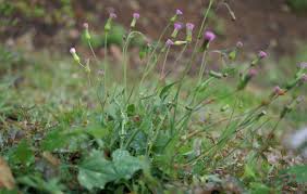 Tassel Flower Plant (Emilia sonchifolia)