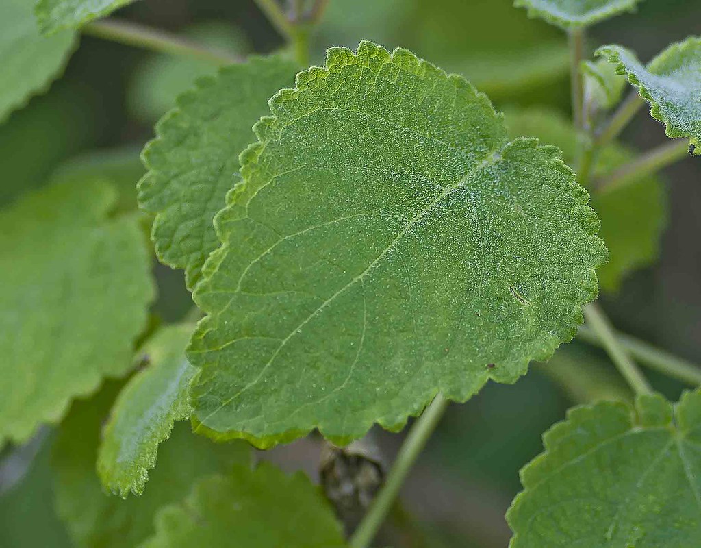 Tetradenia riparia