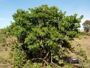 African wild medlar (Vangueria apiculata) Benefits and Herbal Uses