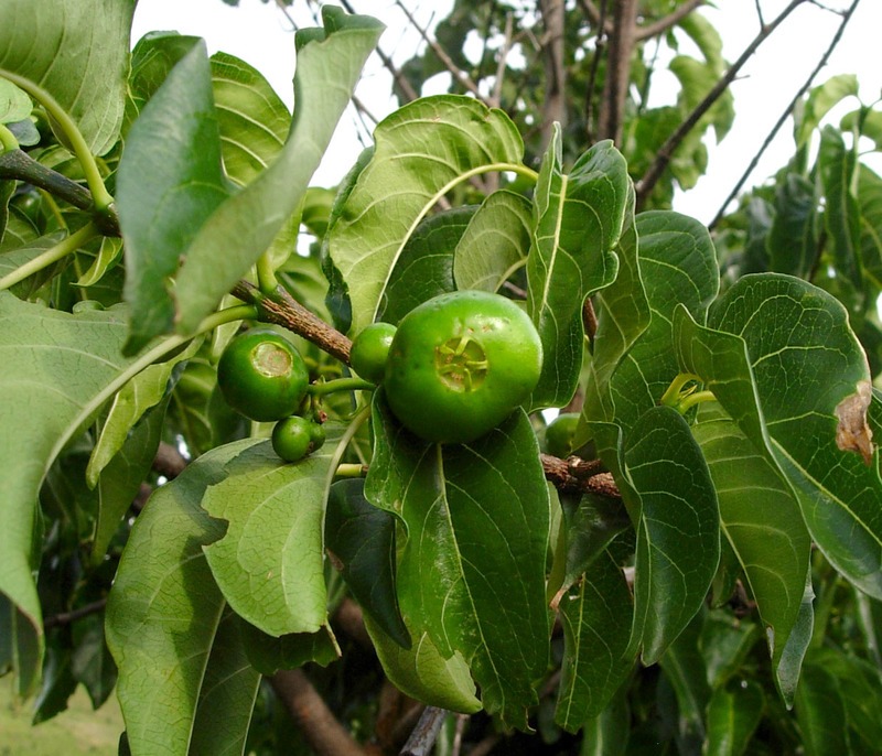 African wild medlar (Vangueria apiculata)