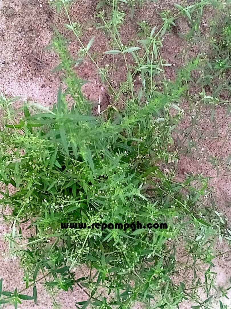 Heath Benefits of  Flat-top Mille Graines (Oldenlandia corymbosa)