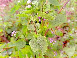 How to use Ageratum conyzoides as herbal medicines to treat illnesses