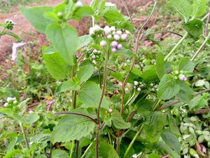 Spiritual uses of Ageratum conyzoides,Ageratum conyzoides,King grass,Billy-goat weed,chemical properties of King grass,how to use King Grass (Ageratum Conyzoides),benefits of King Grass (Ageratum Conyzoides),buy King Grass (Ageratum Conyzoides),Repamp Herbal Centre,It helps with men’s sexual Health,A solution for women’s fertility problem,Acts as an antidote for poisoning