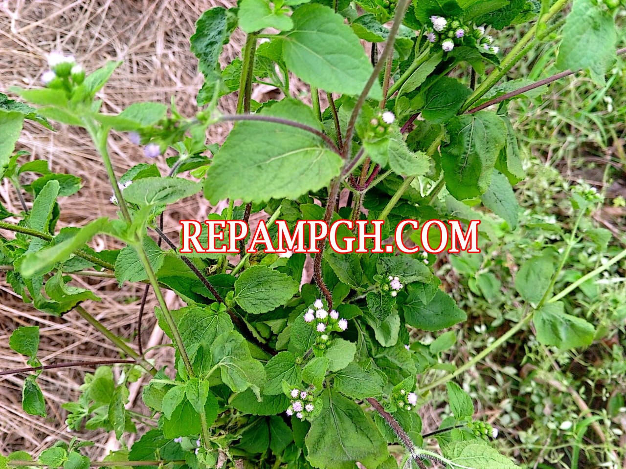 King Grass (Ageratum Conyzoides)