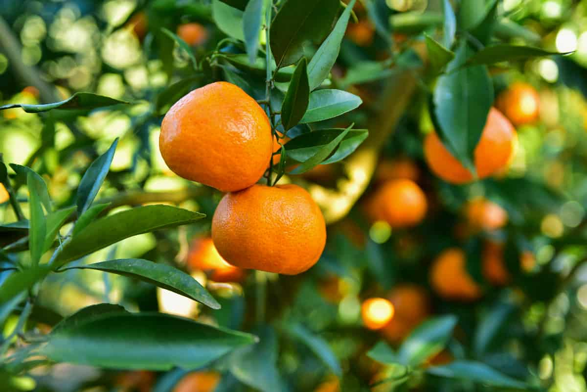 Orange Leaves (Health Benefits)