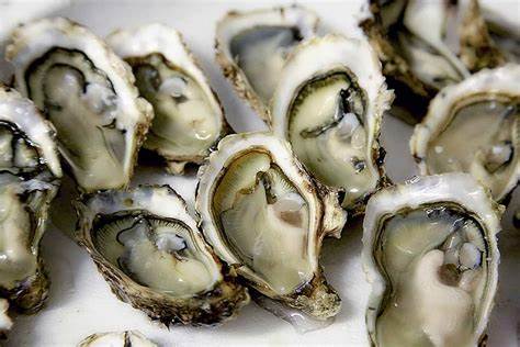 oysters