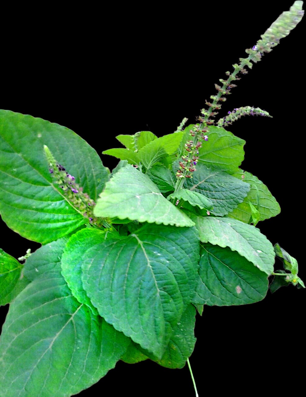 Perilla mint plant (Perilla frutescens)