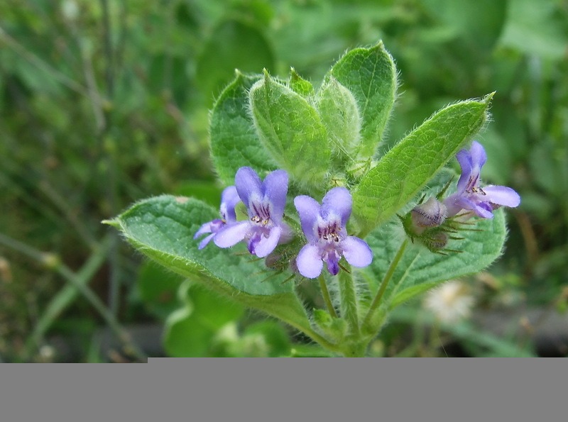 Hyptis suaveolens