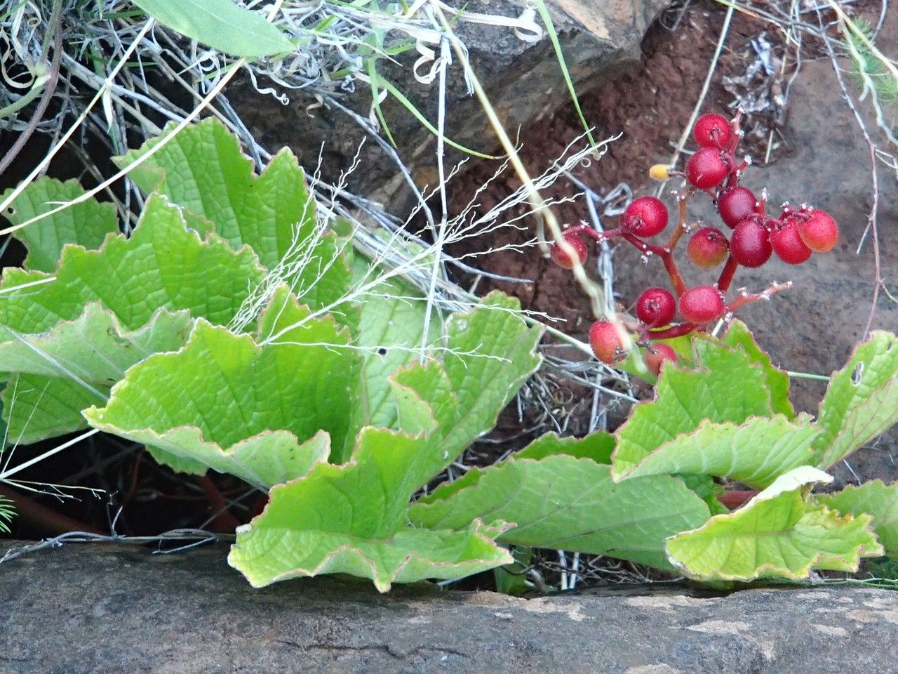 Swahili Plant (Cyphostemma adenocaule)