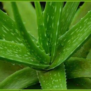 Aloe vera