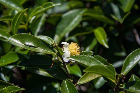 Green Tea (Camellia sinensis)