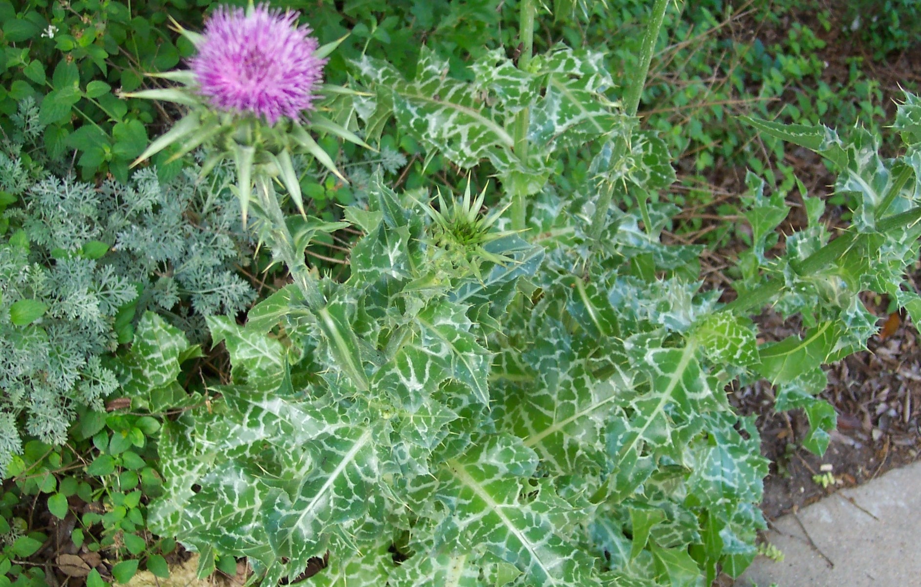 Milk thistle (Silybum marianum)