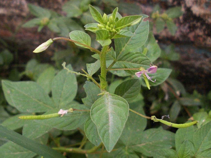 Purple cleome (Cleome rutidosperma)